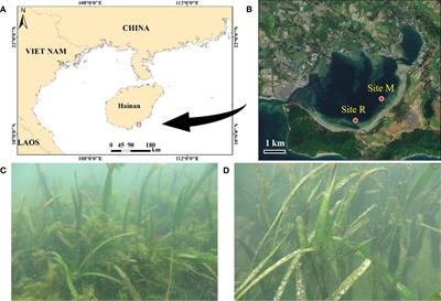 Implication of Macroalgal Bloom to Soil Organic Carbon Stock in Seagrass Meadows - A Case Study in South Hainan, China